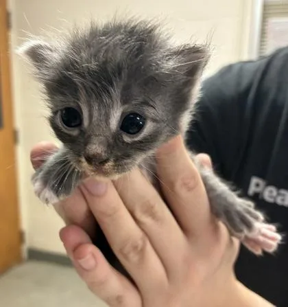 A baby small-sized female Domestic Short Hair cat named Smoky for adoption in Gainesville, FL
