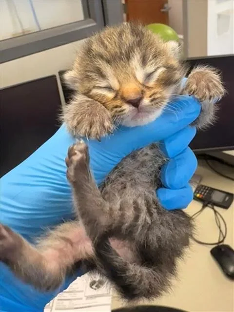 A baby small-sized male Brown / Chocolate Domestic Short Hair cat named Anakin for adoption in Woodland, CA