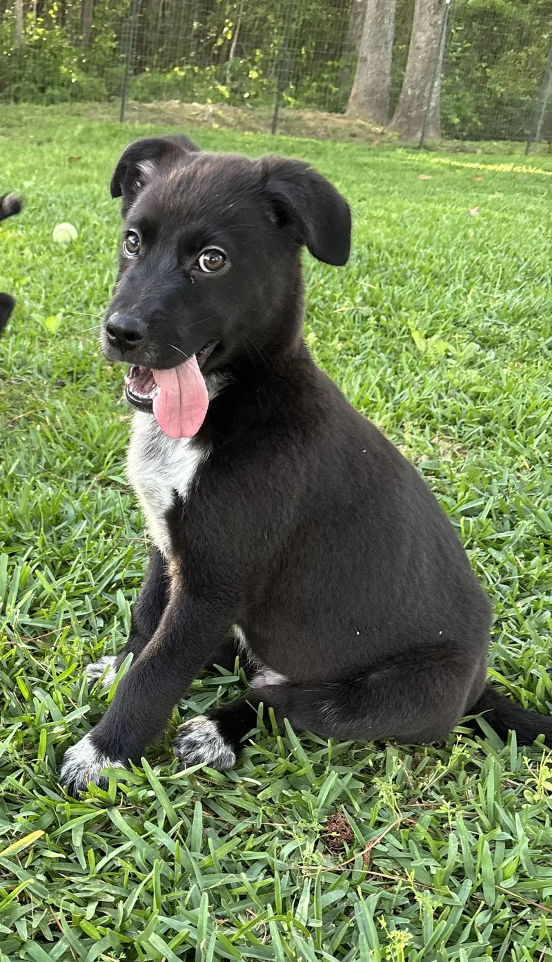 Bruce  Brave And thumbnail 2