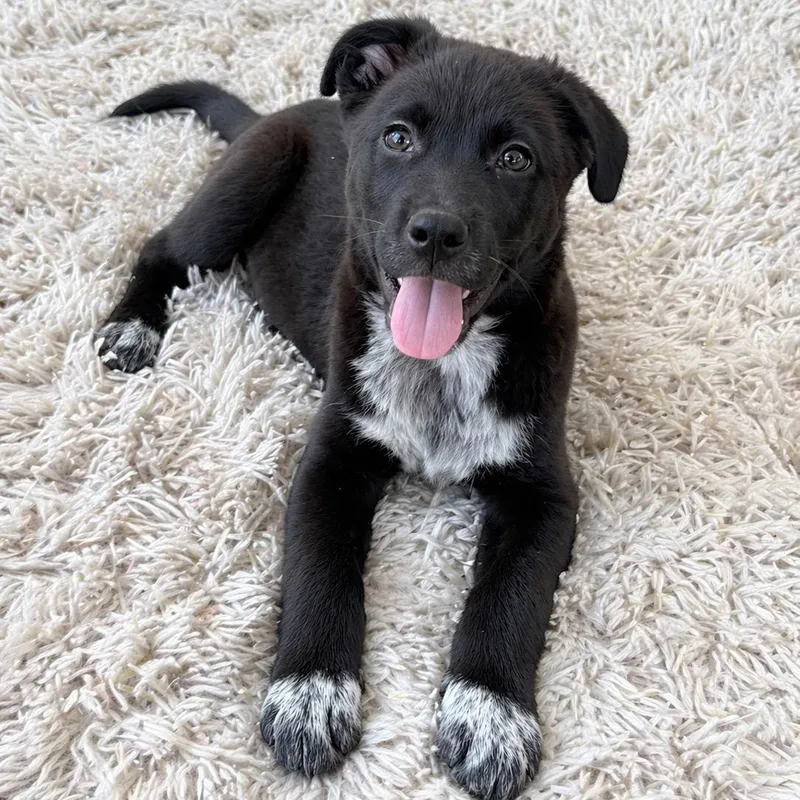 Bruce  Brave And thumbnail 3