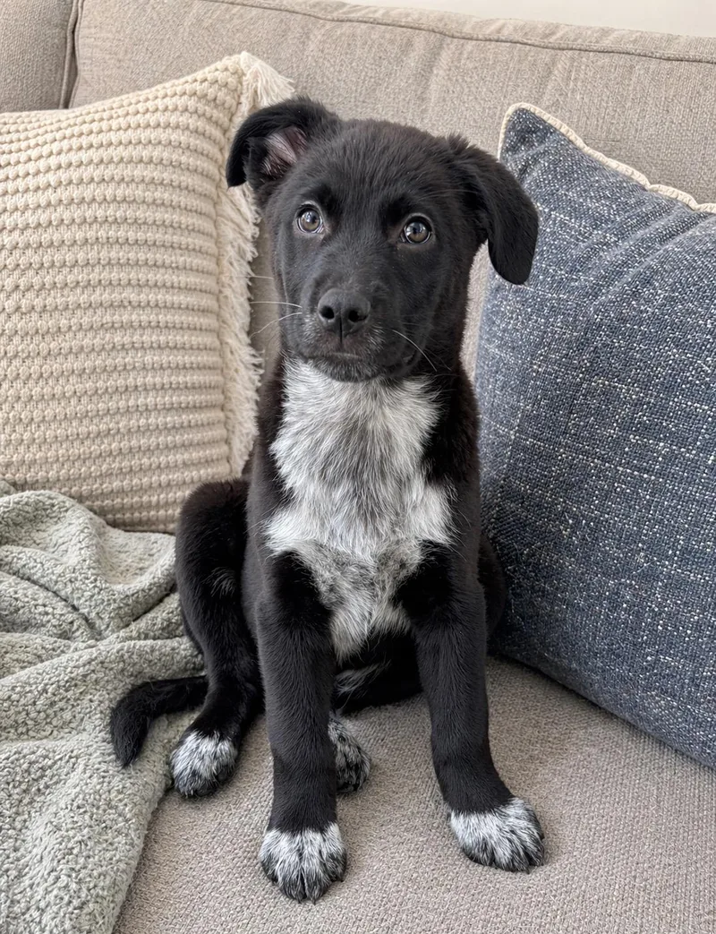 Bruce  Brave And thumbnail 4