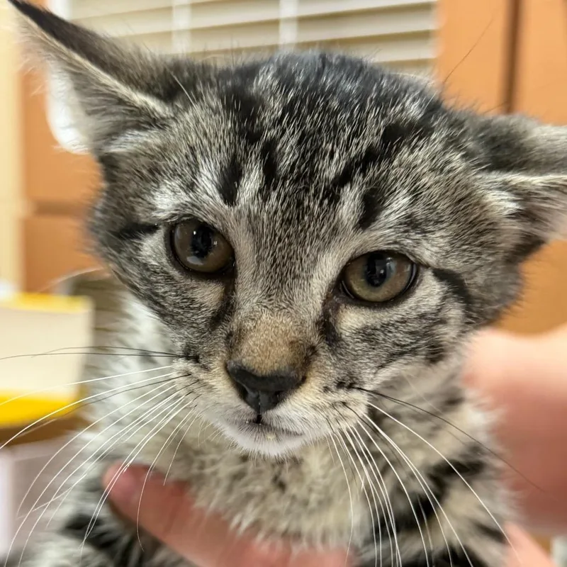 A baby small-sized male Brown / Chocolate Domestic Short Hair cat named Colt for adoption in Idaho Falls, ID