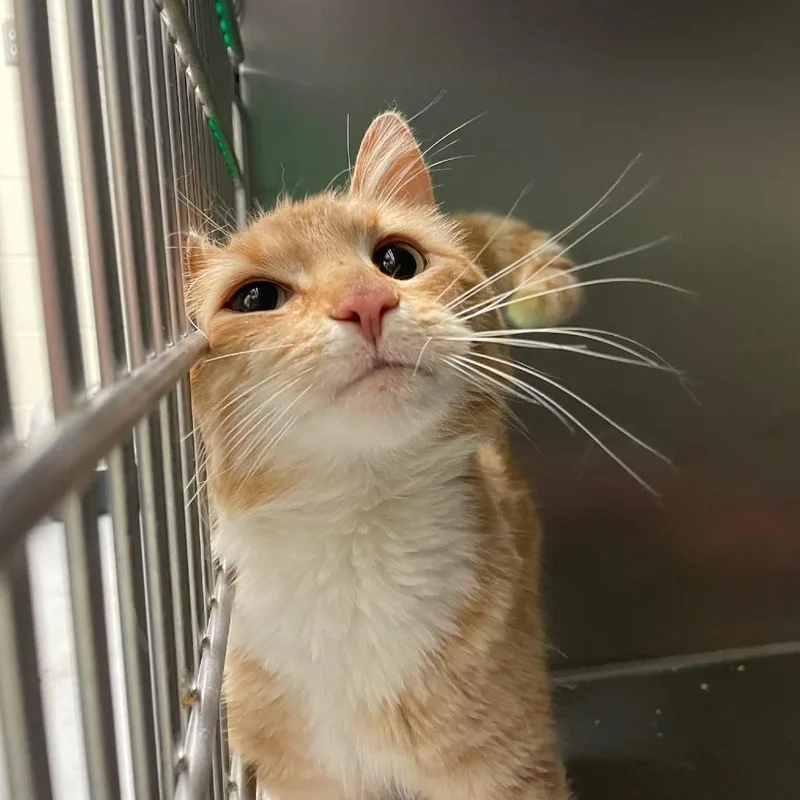 An adult large-sized male Domestic Short Hair cat named Khabib for adoption in Charlottesville, VA
