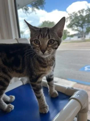 A baby small-sized female Domestic Short Hair cat named Haven for adoption in Venice, FL
