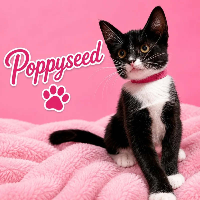A baby small-sized female Domestic Short Hair cat named Poppyseed for adoption in Dixon, CA
