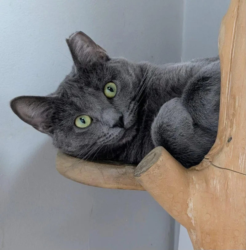 A young medium-sized female Gray / Blue / Silver Domestic Short Hair cat named Clover for adoption in Alexandria, VA