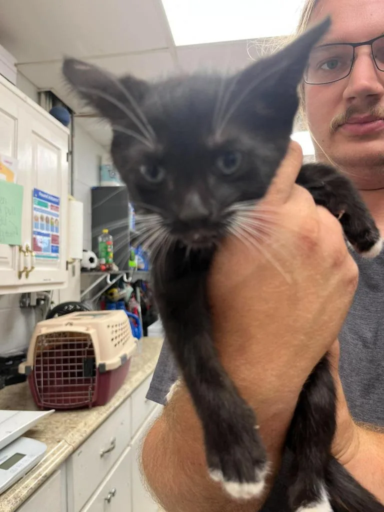 A baby small-sized male Domestic Short Hair cat named Doodle for adoption in Lavonia, GA