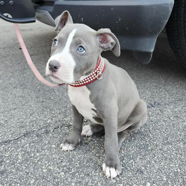 A baby small-sized female American Staffordshire Terrier dog named Ellie for adoption in San Antonio, TX