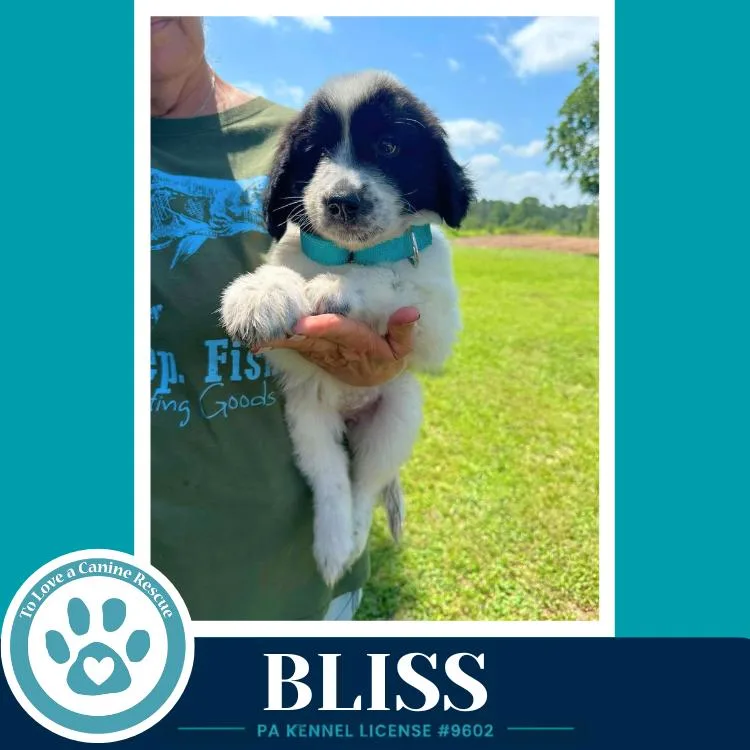 Bliss thumbnail 2