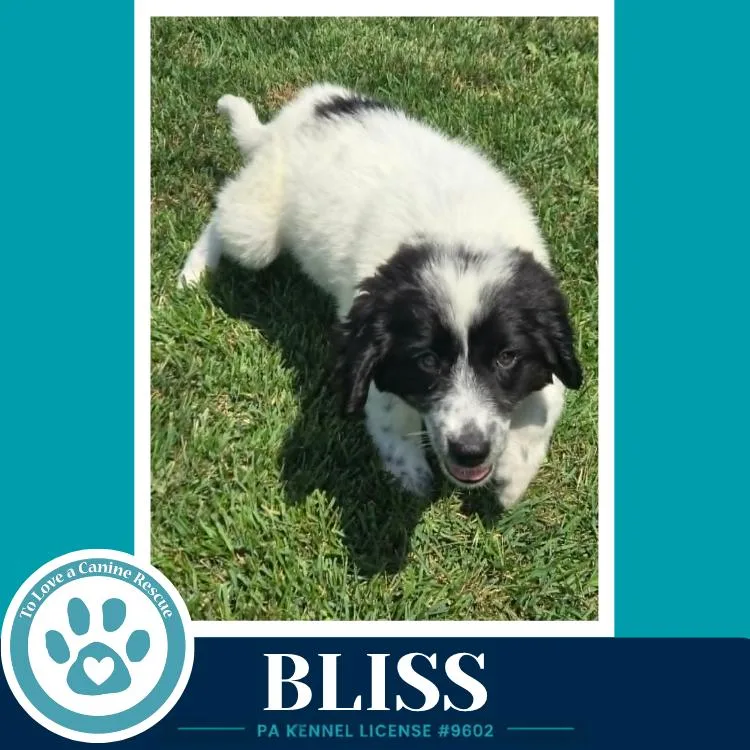 Bliss thumbnail 3