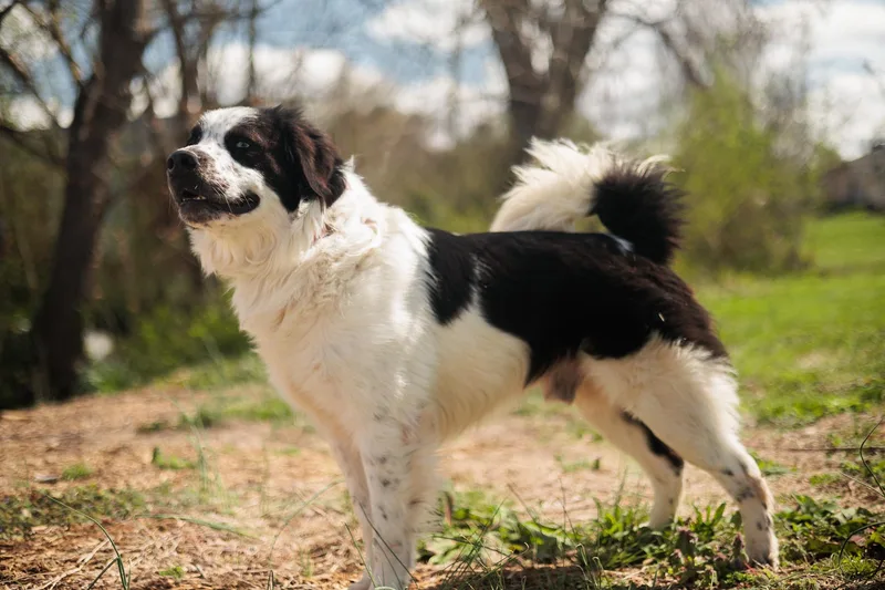 Monty  Transport thumbnail 2