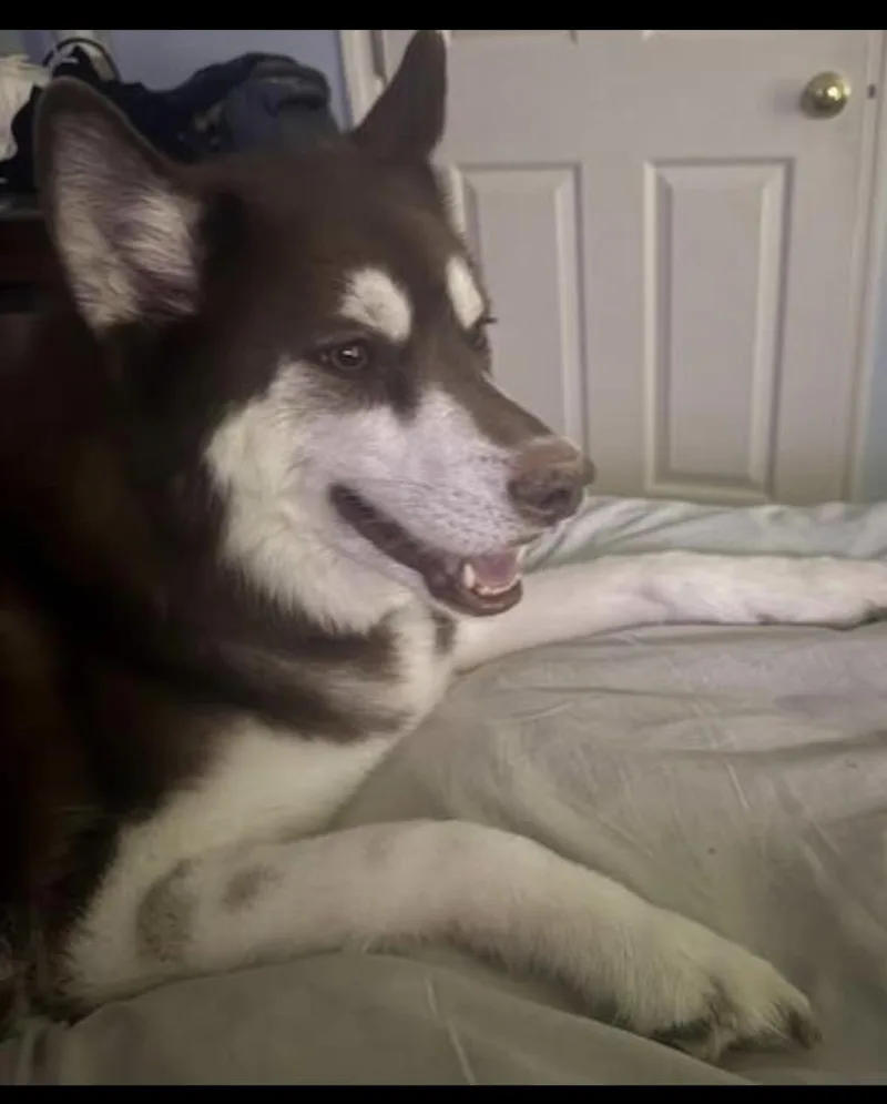 Nova
