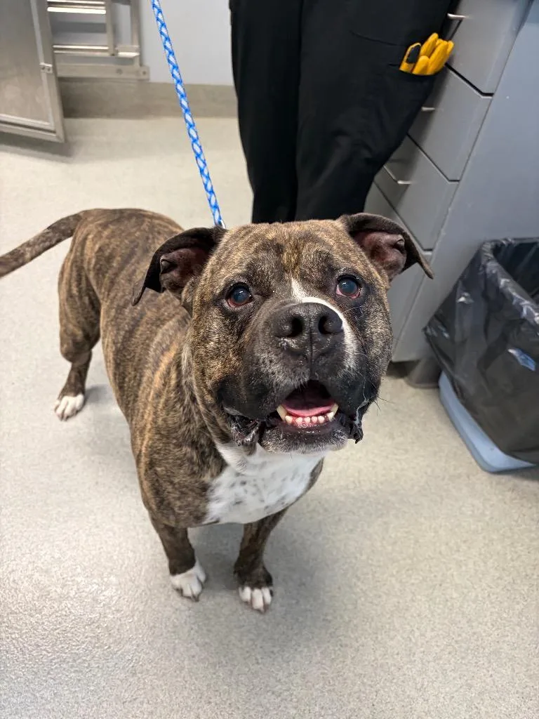 A senior medium-sized male Pit Bull Terrier dog named Apollo for adoption in Bloomington, IN