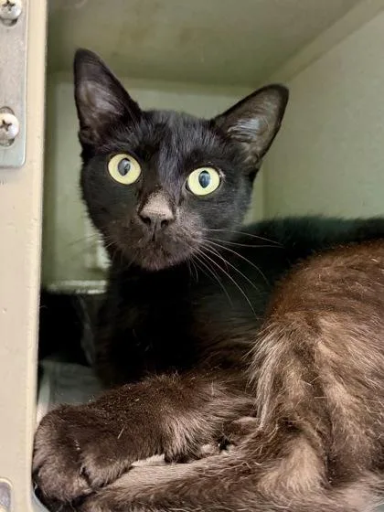 A baby small-sized female Domestic Short Hair cat named Isabella for adoption in New Orleans, LA