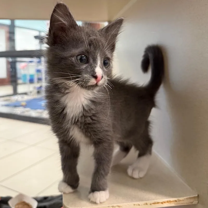 A baby small-sized male Domestic Medium Hair cat named Mater for adoption in West Palm Beach, FL
