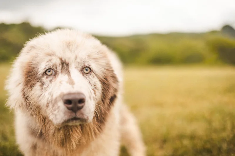 A young medium-sized female Merle (Blue) Newfoundland Dog dog named Artemis for adoption in Gradyville, KY