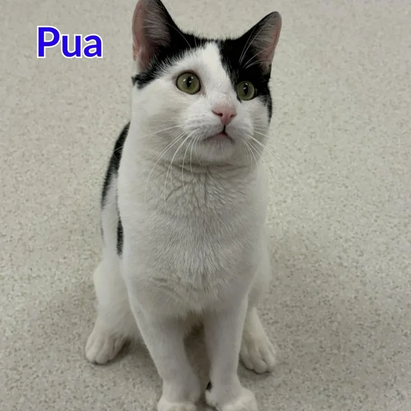 Pua