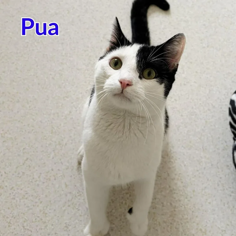 Pua thumbnail 2