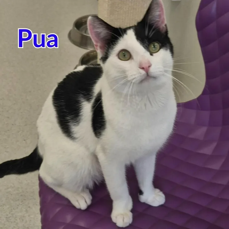 Pua thumbnail 3
