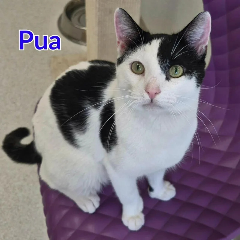 Pua thumbnail 4