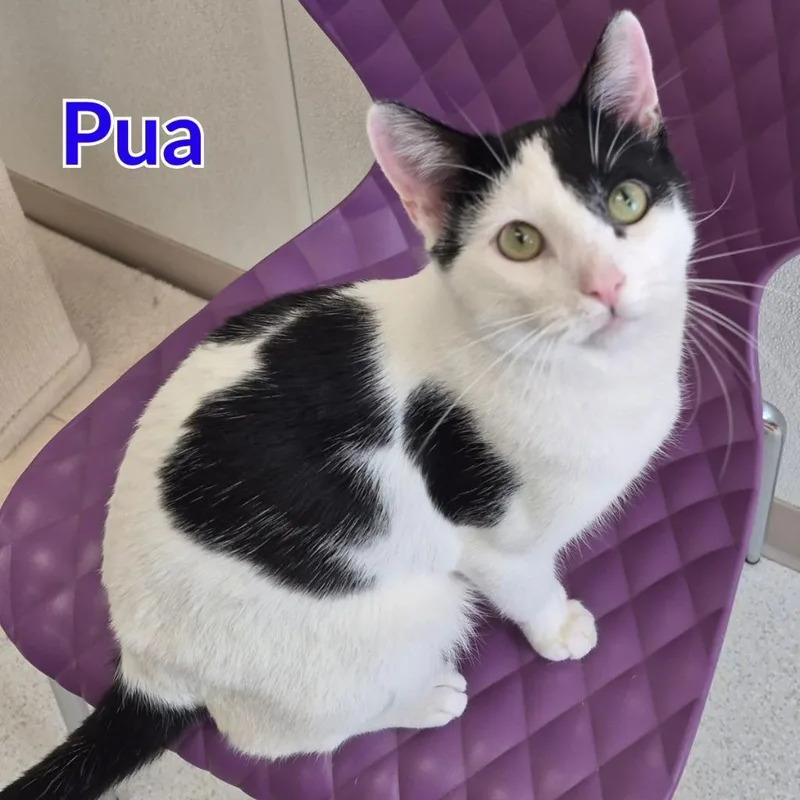 Pua thumbnail 5