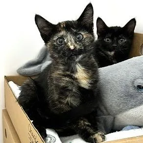 A baby small-sized female Domestic Short Hair cat named Briar for adoption in Novelty, OH