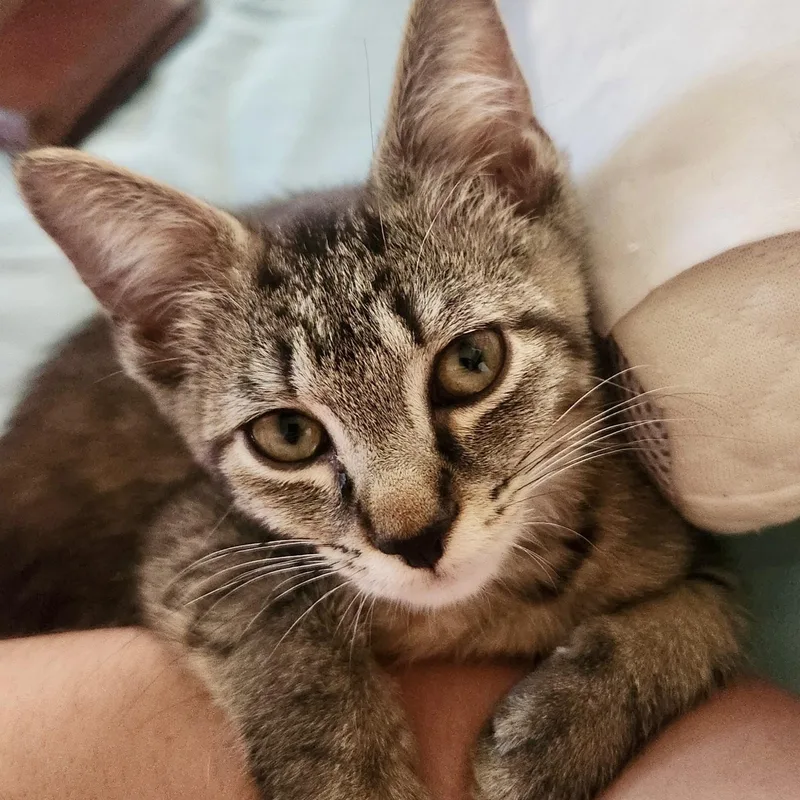 A baby medium-sized male Tabby (Buff / Tan / Fawn) Domestic Short Hair cat named Nucleus for adoption in Richmond, VA