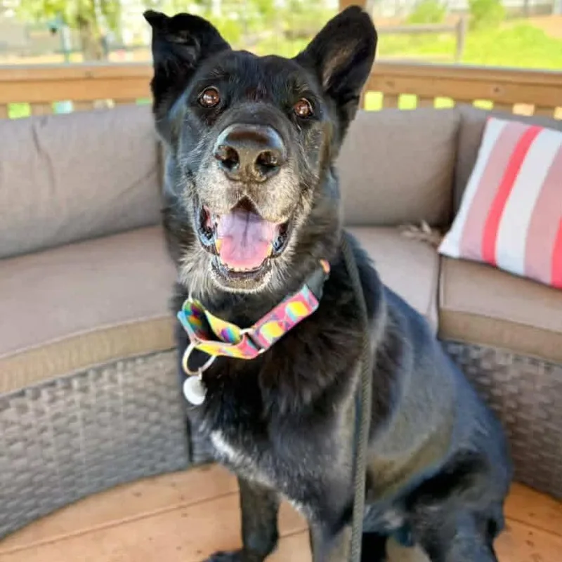 Milton Darigold thumbnail 2