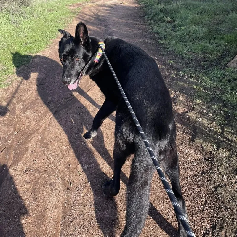 Milton Darigold thumbnail 3