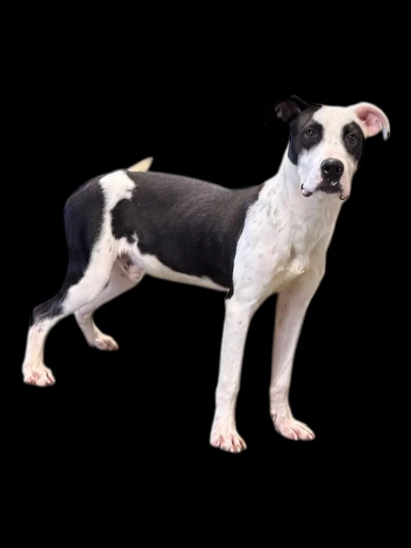 Chickenfoot thumbnail 4