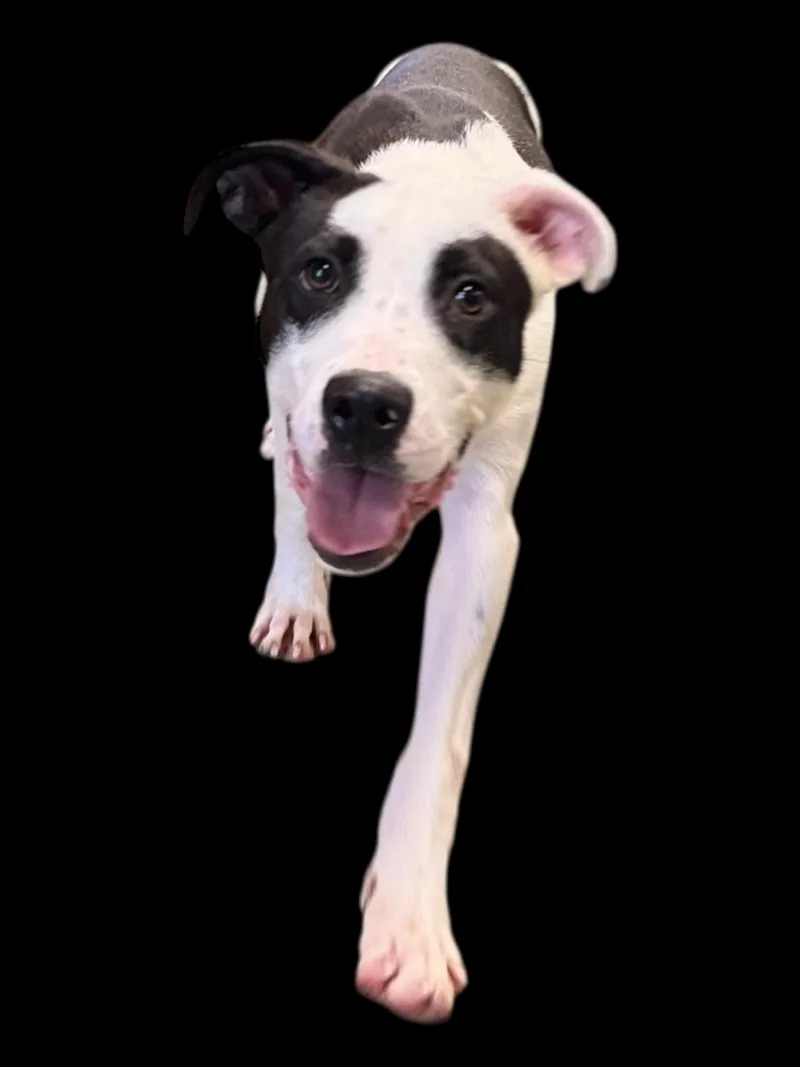 Chickenfoot thumbnail 5