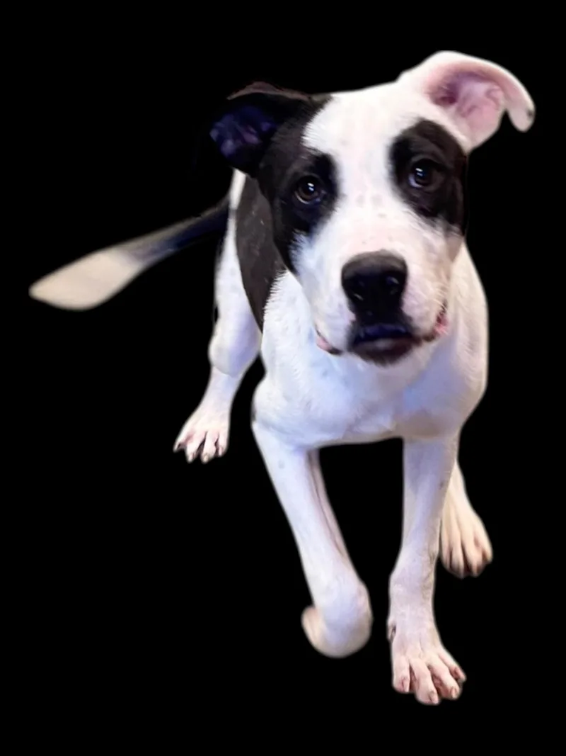 Chickenfoot thumbnail 6