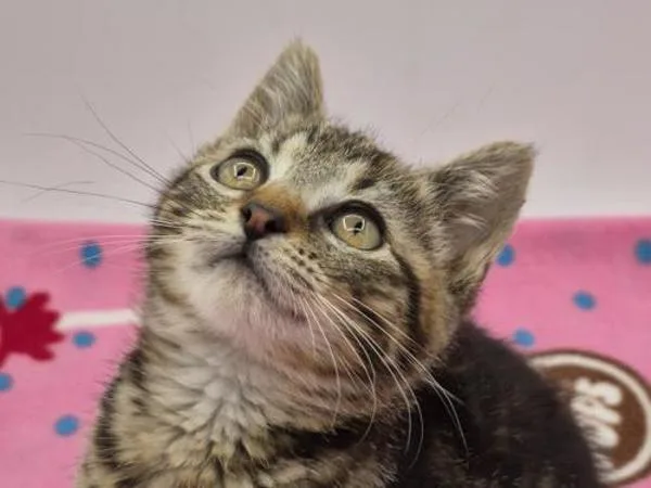 A baby small-sized female Domestic Short Hair cat named Sparrow for adoption in Portland, OR