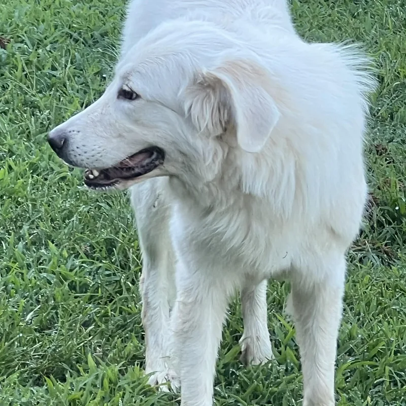 A young medium-sized female Apricot / Beige Great Pyrenees dog named Calli for adoption in Granite Bay, CA