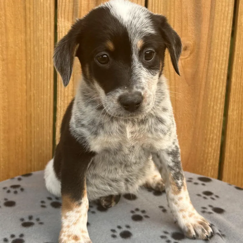 A baby small-sized female Black Australian Cattle Dog / Blue Heeler dog named Twenty Three for adoption in Cincinnati, OH