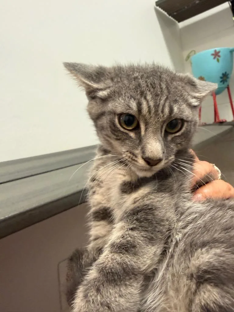 A baby medium-sized male Domestic Short Hair cat named Scott for adoption in Pomona, NY