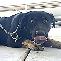 A young large-sized male Black Rottweiler dog named Reddington  URGENT for adoption in Thousand Oaks, CA