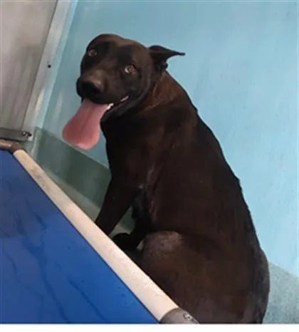 A young medium-sized female Pit Bull Terrier dog named Luna for adoption in Baldwin Park, CA