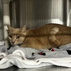 An adult medium-sized male Orange / Red Domestic Short Hair cat named Mr. Red for adoption in San Gabriel, CA
