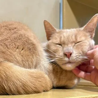 Mr. Red thumbnail 4