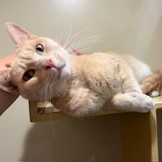 Mr. Red thumbnail 5