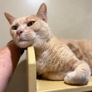 Mr. Red thumbnail 6