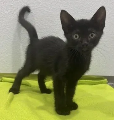 A baby medium-sized male Domestic Short Hair cat named Edison for adoption in Pella, IA