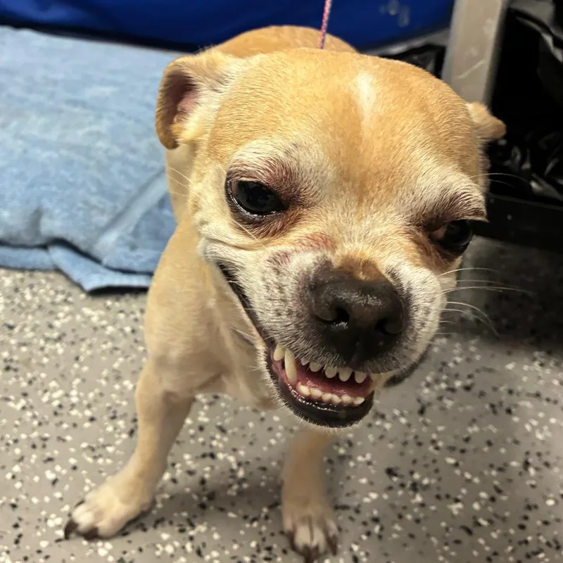 An adult small-sized male Yellow / Tan / Blond / Fawn Chihuahua dog named HACCStray for adoption in Henderson, NV