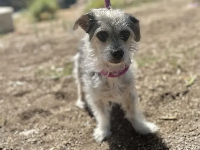 Indy