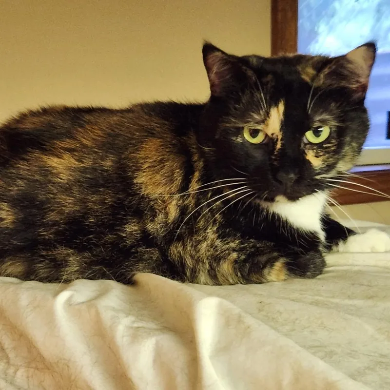 Callista thumbnail 2