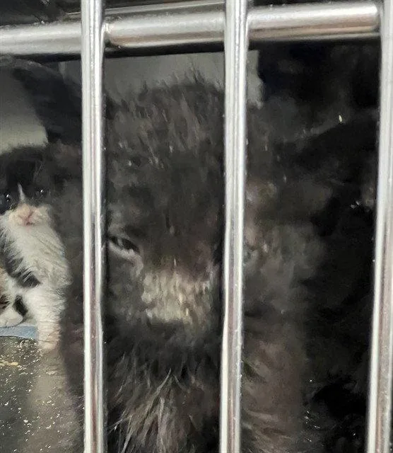 A baby small-sized male Black Domestic Short Hair cat named A for adoption in Tavares, FL