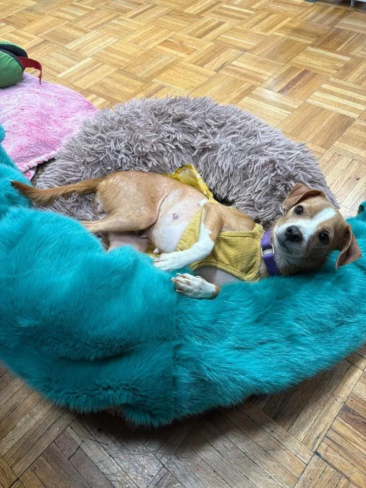 An adult medium-sized female Tricolor (Brown, Black, & White) Chihuahua dog named Peggy for adoption in Valley Stream, NY