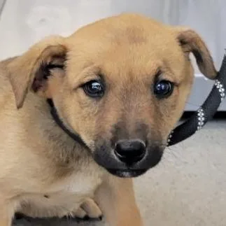 A baby medium-sized male Brown / Chocolate Mixed Breed dog named Cubby for adoption in Las Cruces, NM