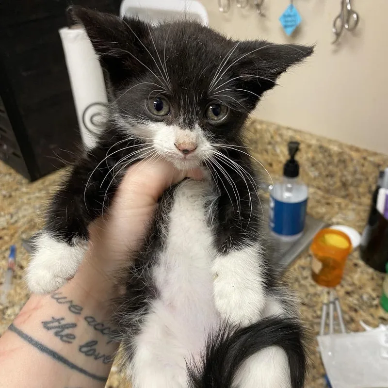 A baby small-sized female White Domestic Short Hair cat named Kayda for adoption in Norfolk, NE